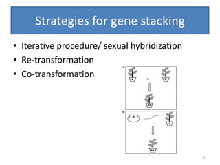 Strategies for gene stacking
• Iterative procedure/ sexual hybridization
• Re-transformation
• Co-transformation
11
 