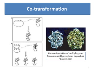 Co-transformation
Co-transformation of multiple genes
for carotenoid biosynthesis to produce
‘Golden rice’.
17
 
