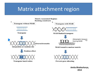 Matrix attachment region
Amita Bhattacharya,
2014
 