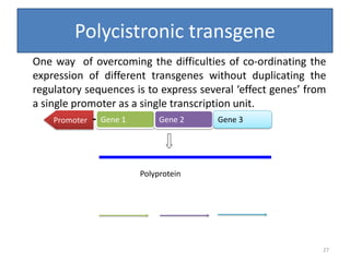 Polycistronic transgenes
Gene 1 Gene 2 Gene 3Promoter
Polyprotein
Polycistronic transgene
One way of overcoming the difficulties of co-ordinating the
expression of different transgenes without duplicating the
regulatory sequences is to express several ‘effect genes’ from
a single promoter as a single transcription unit.
27
 