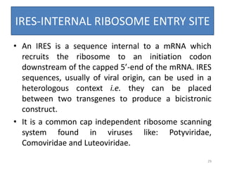 IRES-INTERNAL RIBOSOME ENTRY SITE
• An IRES is a sequence internal to a mRNA which
recruits the ribosome to an initiation codon
downstream of the capped 5’-end of the mRNA. IRES
sequences, usually of viral origin, can be used in a
heterologous context i.e. they can be placed
between two transgenes to produce a bicistronic
construct.
• It is a common cap independent ribosome scanning
system found in viruses like: Potyviridae,
Comoviridae and Luteoviridae.
29
 