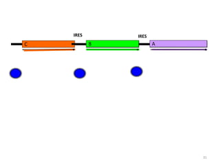 C B AB A
IRES IRES
31
 