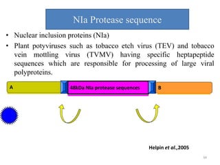 NIa Protease sequence
• Nuclear inclusion proteins (NIa)
• Plant potyviruses such as tobacco etch virus (TEV) and tobacco
vein mottling virus (TVMV) having specific heptapeptide
sequences which are responsible for processing of large viral
polyproteins.
A B48kDa NIa protease sequences
Helpin et al.,2005
34
 