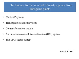 Techniques for the removal of marker genes from
transgenic plants
• Cre/LoxP system
• Transposable element system
• Co transformation system
• An Intrachromosomal Recombination (ICR) system
• The MAT vector system
Scutt et al.,2002
 