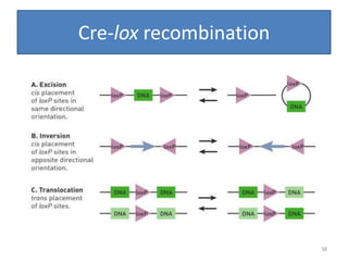 Cre-lox recombination
38
 