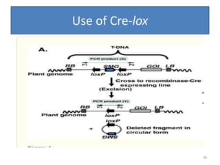 Use of Cre-lox
39
 