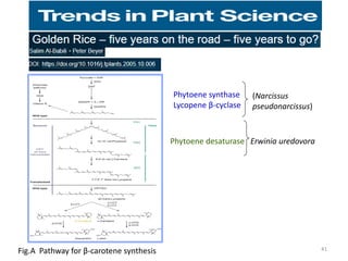 Fig.A Pathway for β-carotene synthesis
Phytoene desaturase Erwinia uredovora
Phytoene synthase
Lycopene β-cyclase
(Narcissus
pseudonarcissus)
41
 