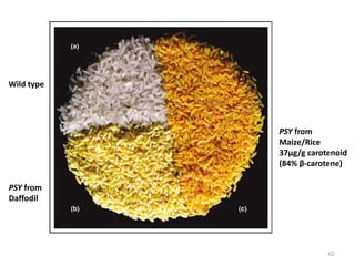 Wild type
PSY from
Daffodil
PSY from
Maize/Rice
37μg/g carotenoid
(84% β-carotene)
42
 