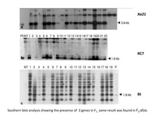 Xa21
RC7
Bt
Southern blot analysis showing the presence of 3 genes in F2 , same result was found in F3 also.
 