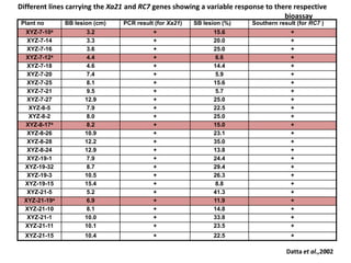 46
Plant no BB lesion (cm) PCR result (for Xa21) SB lesion (%) Southern result (for RC7 )
XYZ-7-10a 3.2 + 15.6 +
XYZ-7-14 3.3 + 20.0 +
XYZ-7-16 3.6 + 25.0 +
XYZ-7-12a 4.4 + 6.6 +
XYZ-7-18 4.6 + 14.4 +
XYZ-7-20 7.4 + 5.9 +
XYZ-7-25 8.1 + 15.6 +
XYZ-7-21 9.5 + 5.7 +
XYZ-7-27 12.9 + 25.0 +
XYZ-8-5 7.9 + 22.5 +
XYZ-8-2 8.0 + 25.0 +
XYZ-8-17a 8.2 + 15.0 +
XYZ-8-26 10.9 + 23.1 +
XYZ-8-28 12.2 + 35.0 +
XYZ-8-24 12.9 + 13.8 +
XYZ-19-1 7.9 + 24.4 +
XYZ-19-32 8.7 + 29.4 +
XYZ-19-3 10.5 + 26.3 +
XYZ-19-15 15.4 + 8.8 +
XYZ-21-5 5.2 + 41.3 +
XYZ-21-19a 6.9 + 11.9 +
XYZ-21-10 8.1 + 14.8 +
XYZ-21-1 10.0 + 33.8 +
XYZ-21-11 10.1 + 23.5 +
XYZ-21-15 10.4 + 22.5 +
Different lines carrying the Xa21 and RC7 genes showing a variable response to there respective
bioassay
Datta et al.,2002
 