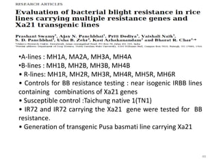 •A-lines : MH1A, MA2A, MH3A, MH4A
•B-lines : MH1B, MH2B, MH3B, MH4B
• R-lines: MH1R, MH2R, MH3R, MH4R, MH5R, MH6R
• Controls for BB resistance testing : near isogenic IRBB lines
containing combinations of Xa21 genes
• Susceptible control :Taichung native 1(TN1)
• IR72 and IR72 carrying the Xa21 gene were tested for BB
resistance.
• Generation of transgenic Pusa basmati line carrying Xa21
49
 