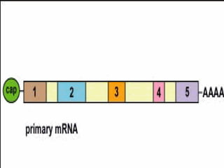 Gene structure and genetic code | PPTX