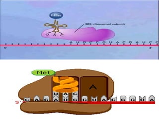 Gene structure and genetic code | PPTX