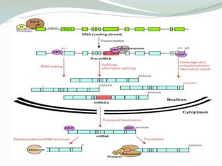 Gene structure and expreession | PPTX