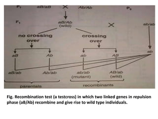 Fig. Recombination test (a testcross) in which two linked genes in repulsion
phase (aB/Ab) recombine and give rise to wild type individuals.
 
