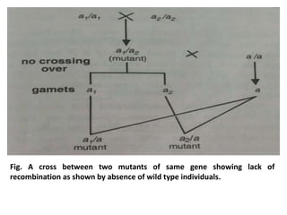 Fig. A cross between two mutants of same gene showing lack of
recombination as shown by absence of wild type individuals.
 