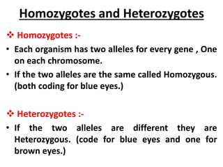 Homozygotes and Heterozygotes
 Homozygotes :-
• Each organism has two alleles for every gene , One
on each chromosome.
• If the two alleles are the same called Homozygous.
(both coding for blue eyes.)
 Heterozygotes :-
• If the two alleles are different they are
Heterozygous. (code for blue eyes and one for
brown eyes.)
 