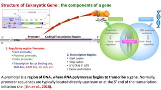 Upstream Region Gene structure L2.pdf