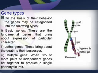 Basic Genetics Formulas Comprehensive Overview of Gene Structure and the Genetic Code | PPTX