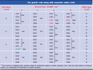 Comprehensive Overview of Gene Structure and the Genetic Code | PPTX
