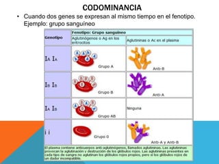 Codominante Genes variantes y enfermedades | PPTX