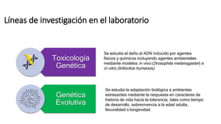 Líneas de investigación en el laboratorio
Toxicología
Genética
Genética
Evolutiva
Se estudia el daño al ADN inducido por agentes
físicos y químicos incluyendo agentes ambientales
mediante modelos in vivo (Drosophila melanogaster) e
in vitro (linfocitos humanos).
Se estudia la adaptación biológica a ambientes
estresantes mediante la respuesta en caracteres de
historia de vida hacia la tolerancia, tales como tiempo
de desarrollo, sobrevivencia a la edad adulta,
fecundidad o longevidad.