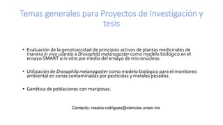 Temas generales para Proyectos de Investigación y
tesis
• Evaluación de la genotoxicidad de principios activos de plantas medicinales de
manera in vivo usando a Drosophila melanogaster como modelo biológico en el
ensayo SMART o in vitro por medio del ensayo de micronúcleos.
• Utilización de Drosophila melanogaster como modelo biológico para el monitoreo
ambiental en zonas contaminadas por pesticidas y metales pesados.
• Genética de poblaciones con mariposas.
Contacto: rosario.rodriguez@ciencias.unam.mx