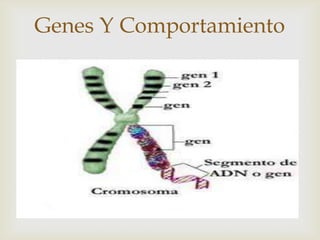 Genes Y Comportamiento



 