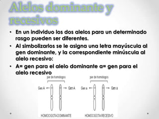 Alelos dominante y
recesivos
• En un individuo los dos alelos para un determinado
  rasgo pueden ser diferentes.
• Al simbolizarlos se le asigna una letra mayúscula al
  gen dominante, y la correspondiente minúscula al
  alelo recesivo:
• A= gen para el alelo dominante a= gen para el
  alelo recesivo
 