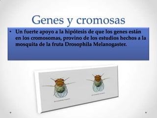 Genes y cromosas
• Un fuerte apoyo a la hipótesis de que los genes están
  en los cromosomas, provino de los estudios hechos a la
  mosquita de la fruta Drosophila Melanogaster.
 