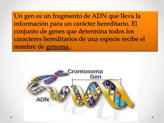 Un gen es un fragmento de ADN que lleva la
información para un carácter hereditario. El
conjunto de genes que determina todos los
caracteres hereditarios de una especie recibe el
nombre de genoma .
 