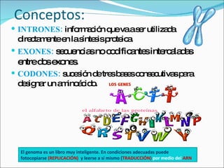 Conceptos: <ul><li>INTRONES:  información que va a ser utilizada directamente en la síntesis proteica.  </li></ul><ul><li>...