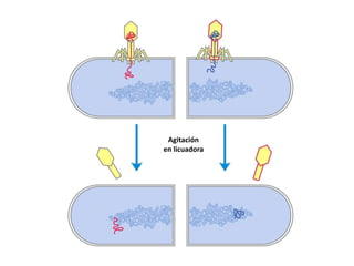 Agitaciónen licuadora