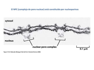 El NPC (complejo de poro nuclear) está constituido por nucleoporinas
