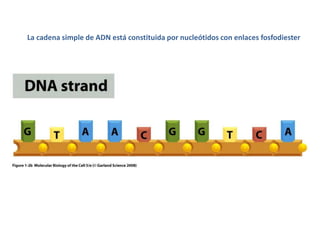 La cadena simple de ADN está constituida por nucleótidos con enlaces fosfodiester