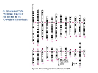El cariotipo permiteVisualizar el patrón De bandas de los Cromosomas en mitosis
