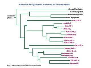Genomas de organismos diferentes están relacionados