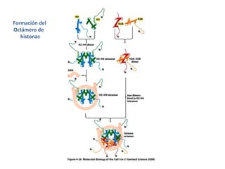 Formación del Octámero dehistonas