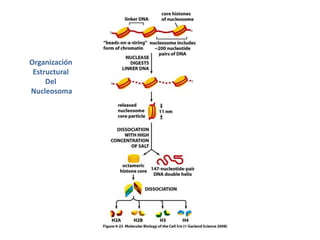 Organización Estructural Del Nucleosoma