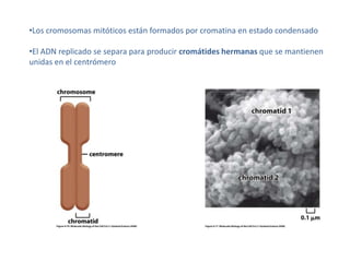 Los cromosomas mitóticos están formados por cromatina en estado condensado