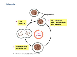Ciclo celularLa única manera de obtener una célula nueva es duplicar una célula que ya existeProliferación de fibroblastos en cultivo
