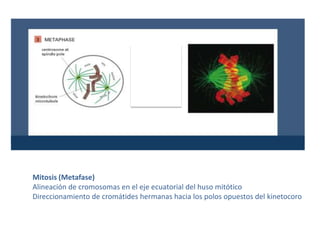 Mitosis (Prometafase)Fragmentación de la membrana nuclearAsociación de los cromosomas al kinetocoroMovimiento activo de los cromosomas