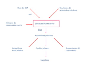 Control del ciclo celularFactores de supervivencia: Suprimen las señales de apoptosis