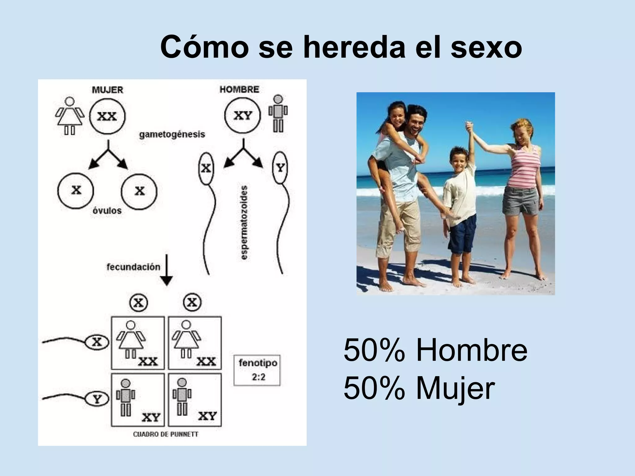 Cómo se hereda el sexo




           50% Hombre
           50% Mujer
 