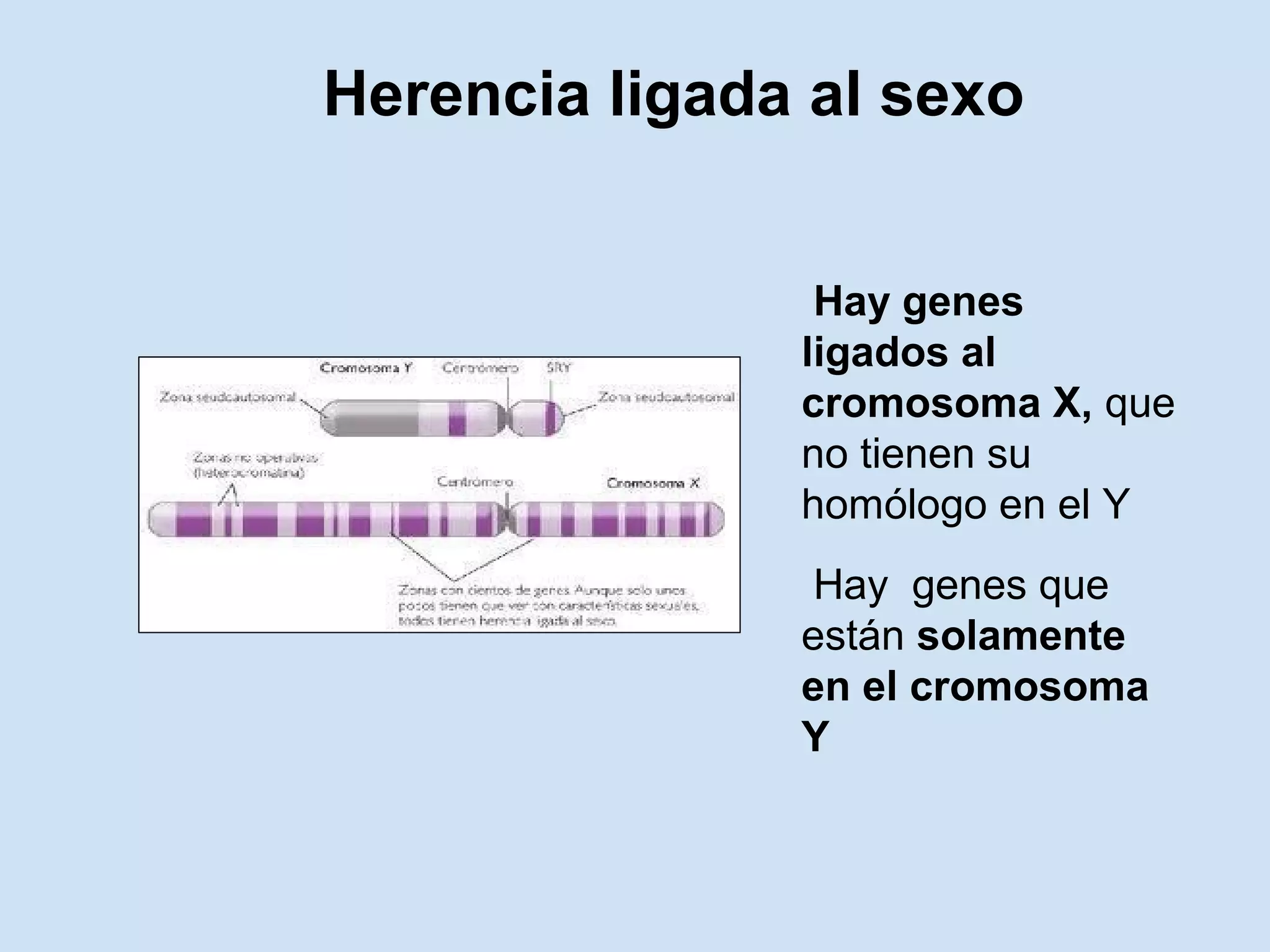 Herencia ligada al sexo


                Hay genes
               ligados al
               cromosoma X, que
               no tienen su
               homólogo en el Y
                Hay genes que
               están solamente
               en el cromosoma
               Y
 