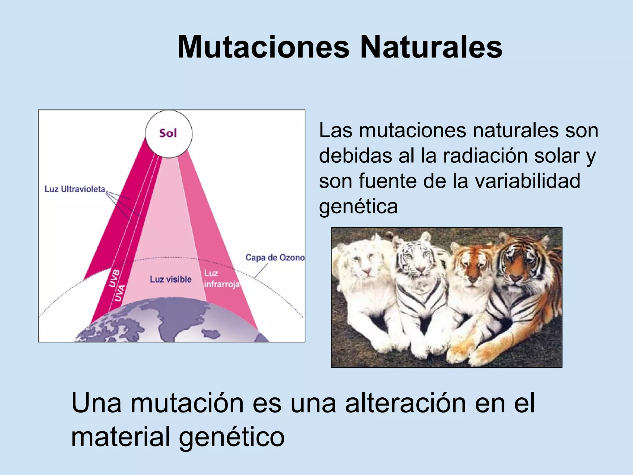 Mutaciones Naturales

                   Las mutaciones naturales son
                   debidas al la radiación solar y
                   son fuente de la variabilidad
                   genética




Una mutación es una alteración en el
material genético
 
