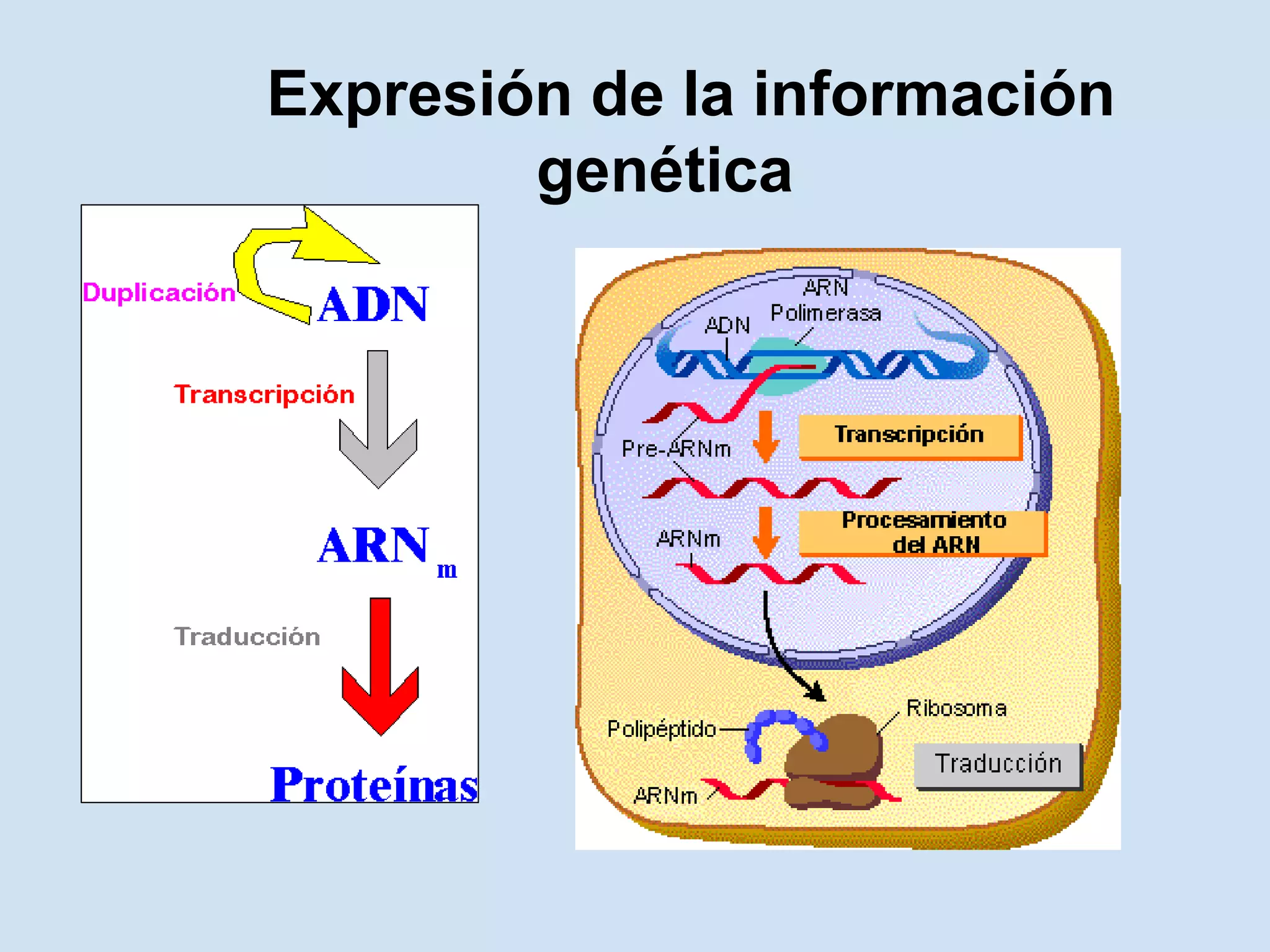 Expresión de la información
        genética
 