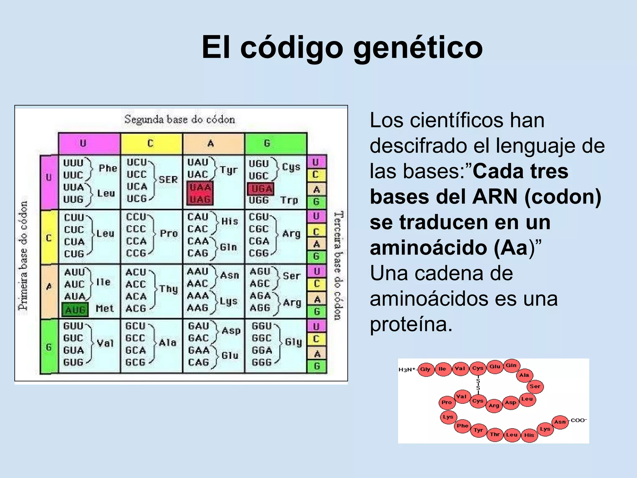El código genético

          Los científicos han
          descifrado el lenguaje de
          las bases:”Cada tres
          bases del ARN (codon)
          se traducen en un
          aminoácido (Aa)”
          Una cadena de
          aminoácidos es una
          proteína.
 