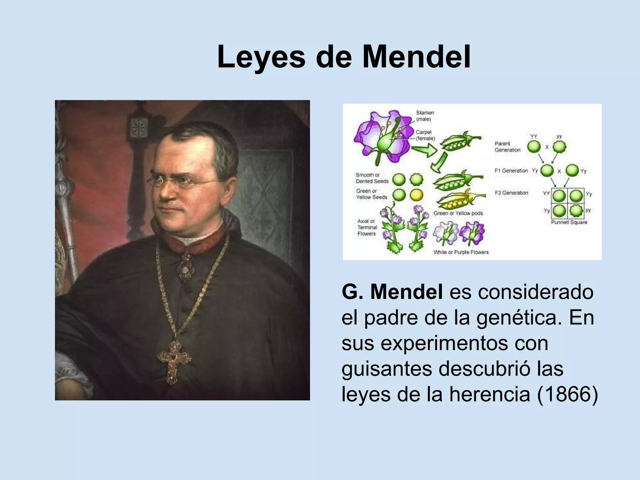 Leyes de Mendel




       G. Mendel es considerado
       el padre de la genética. En
       sus experimentos con
       guisantes descubrió las
       leyes de la herencia (1866)
 