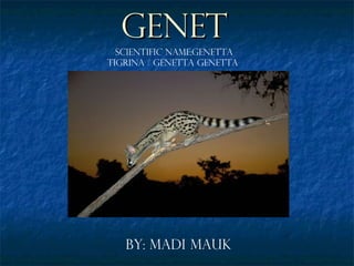 Genet By: Madi Mauk Scientific Name:Genetta Tigrina / Genetta Genetta  